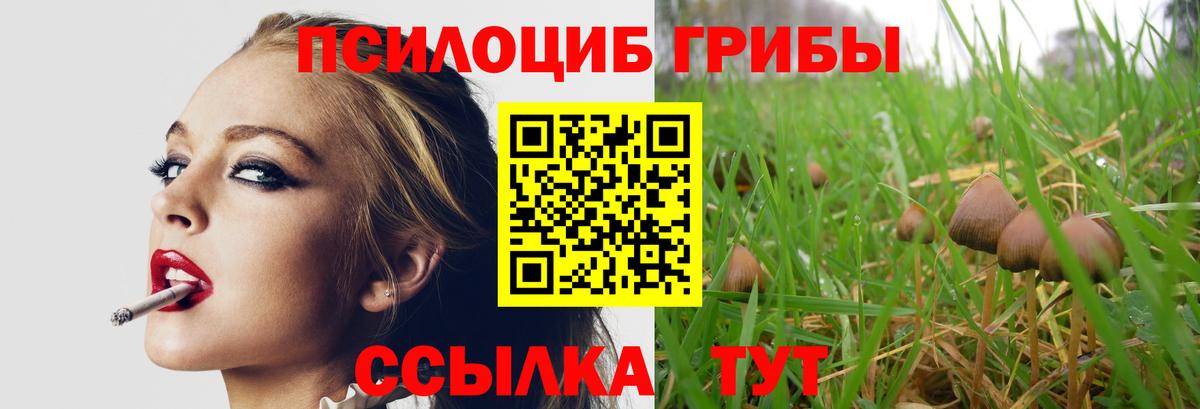 Галлюциногенные грибы Psilocybe Белорецк
